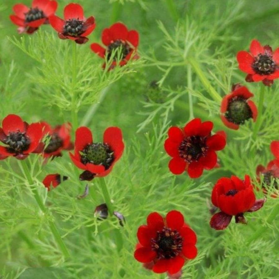 بذور زهور ادونيس ( Adonis annua )