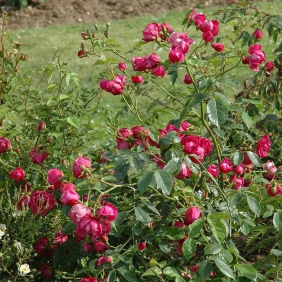 بذور الورد الصيني ( Rosa chinensis )