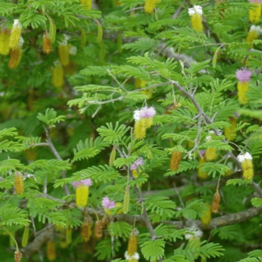 بذور شجرة الحوجم ( Dichrostachys cinerea )