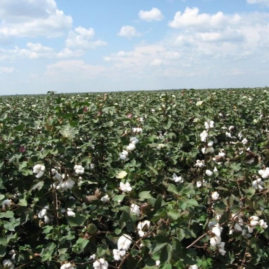 Seeds of the Mexican cotton shrub (Gossypium hirsutum)
