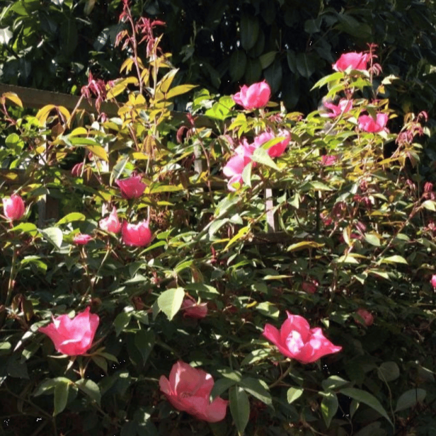 بذور الورد الصيني ( Rosa chinensis )