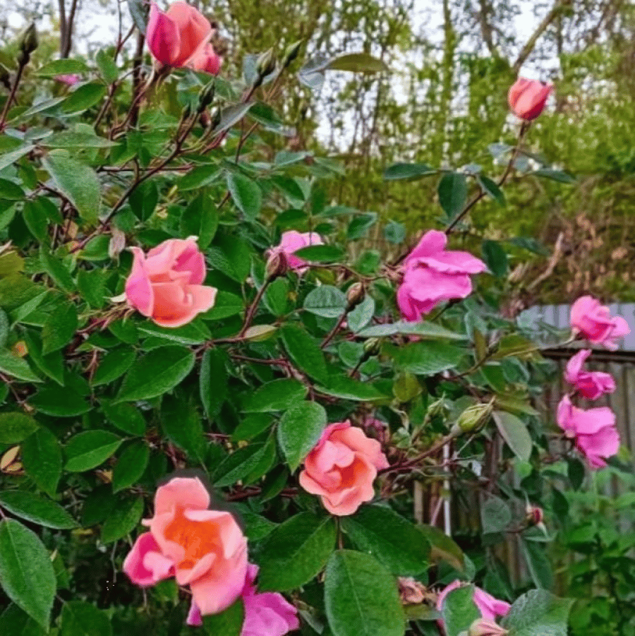 بذور الورد الصيني ( Rosa chinensis )