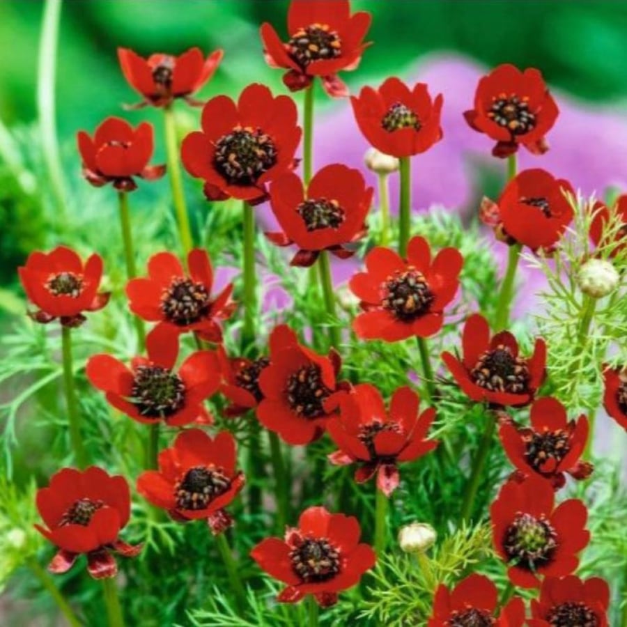 بذور زهور ادونيس ( Adonis annua )