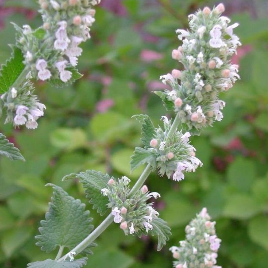 Wild mint seeds - Cat mint