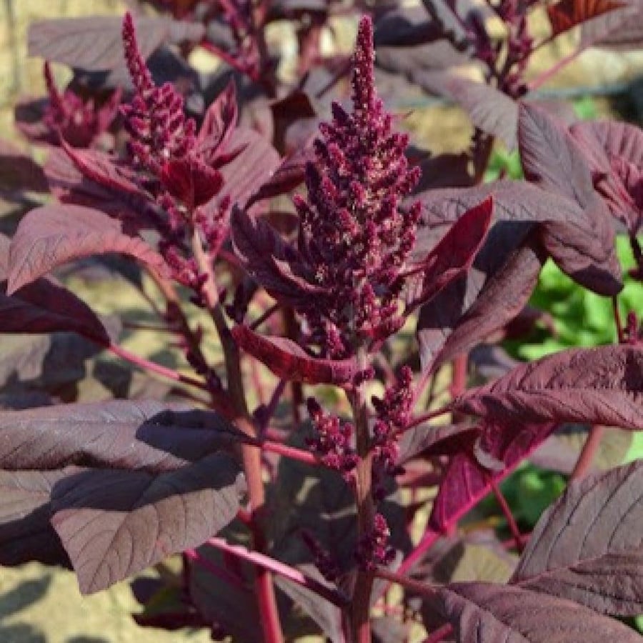 Red amaranth seeds