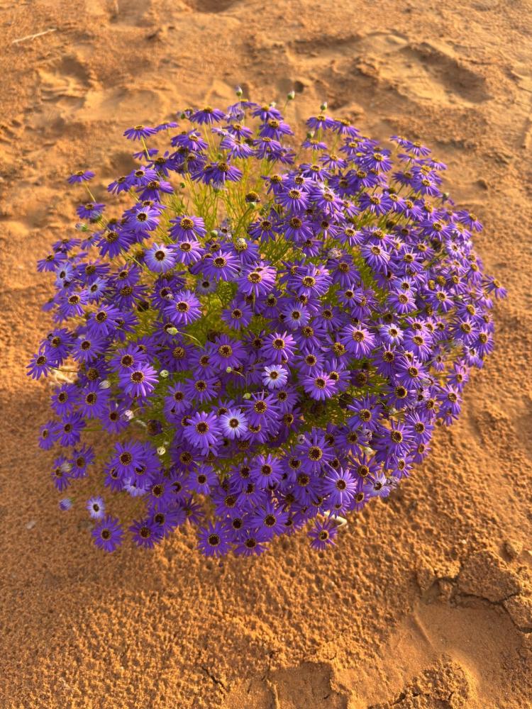 بذور الاقحوان الاسترالي البنفسجي ( Brachyscome iberidifoli )