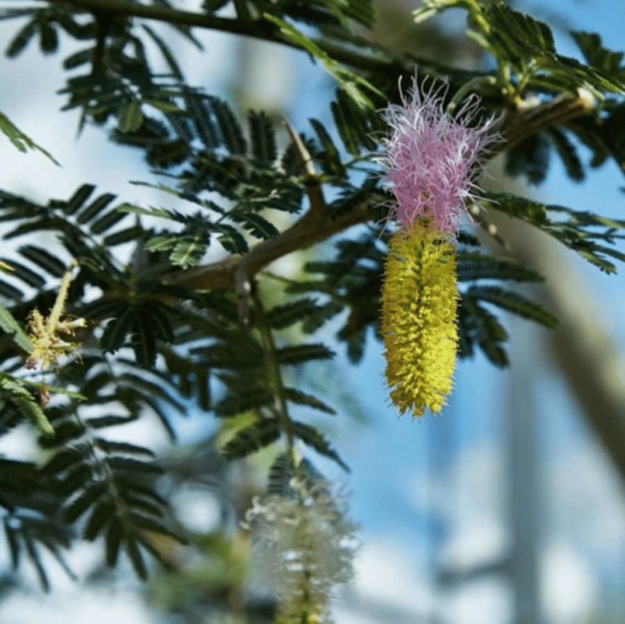 بذور شجرة الحوجم ( Dichrostachys cinerea )