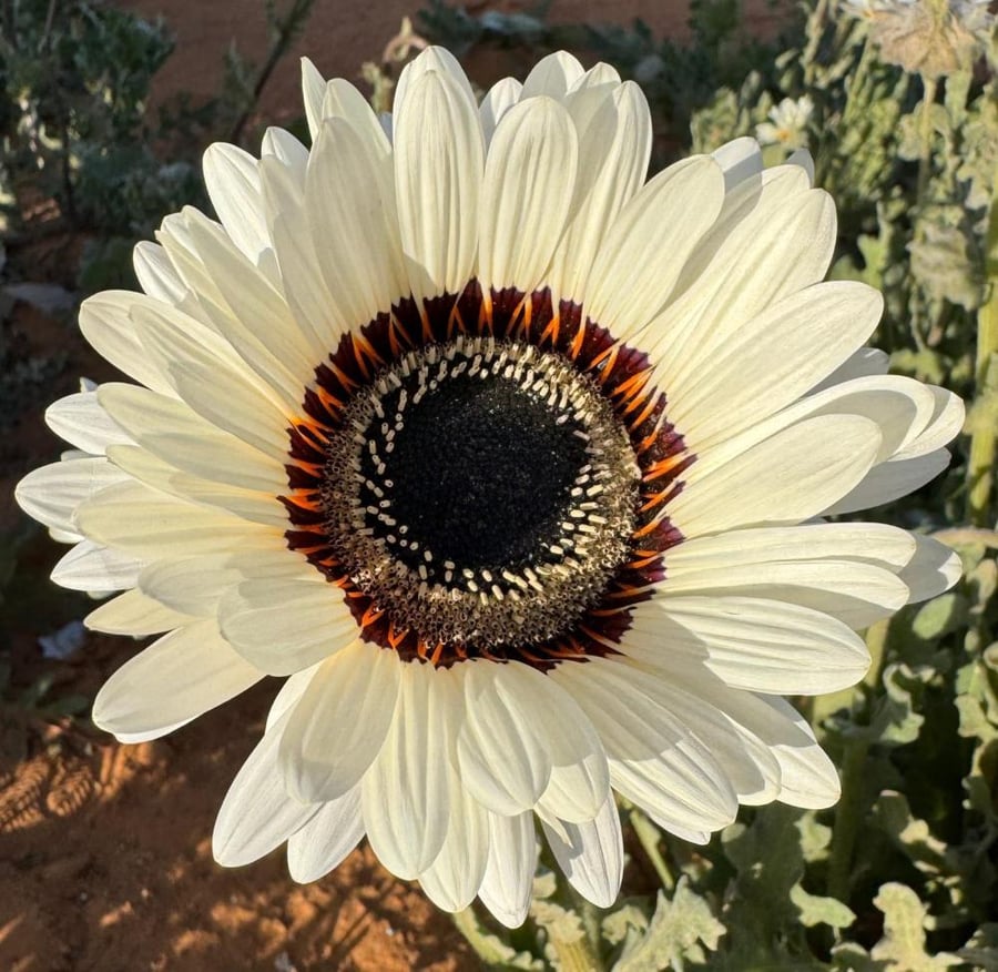 بذور ملكة الحقل البيضاء ( Arctotis fastuosa )