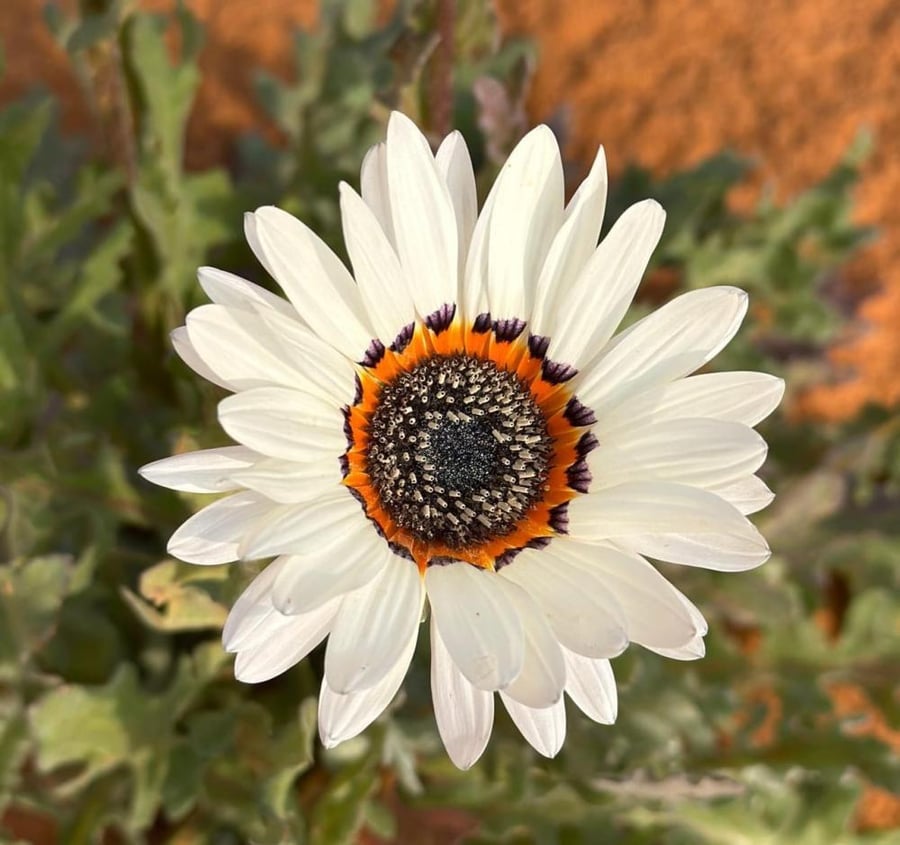بذور ملكة الحقل البيضاء ( Arctotis fastuosa )