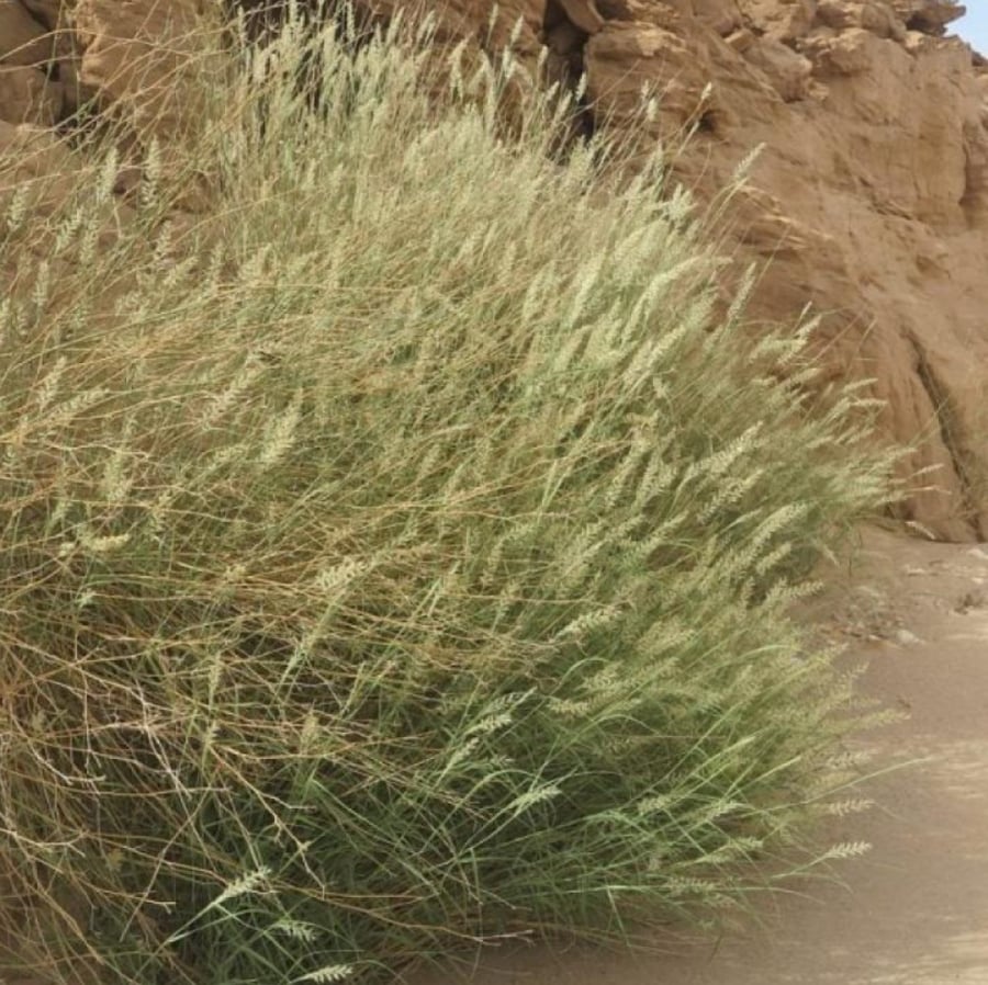 بذور عشبة الثيموم ( Pennisetum divisum )