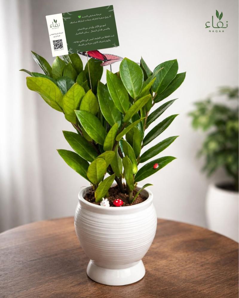 نبات الزاميا (ZZ Plant)