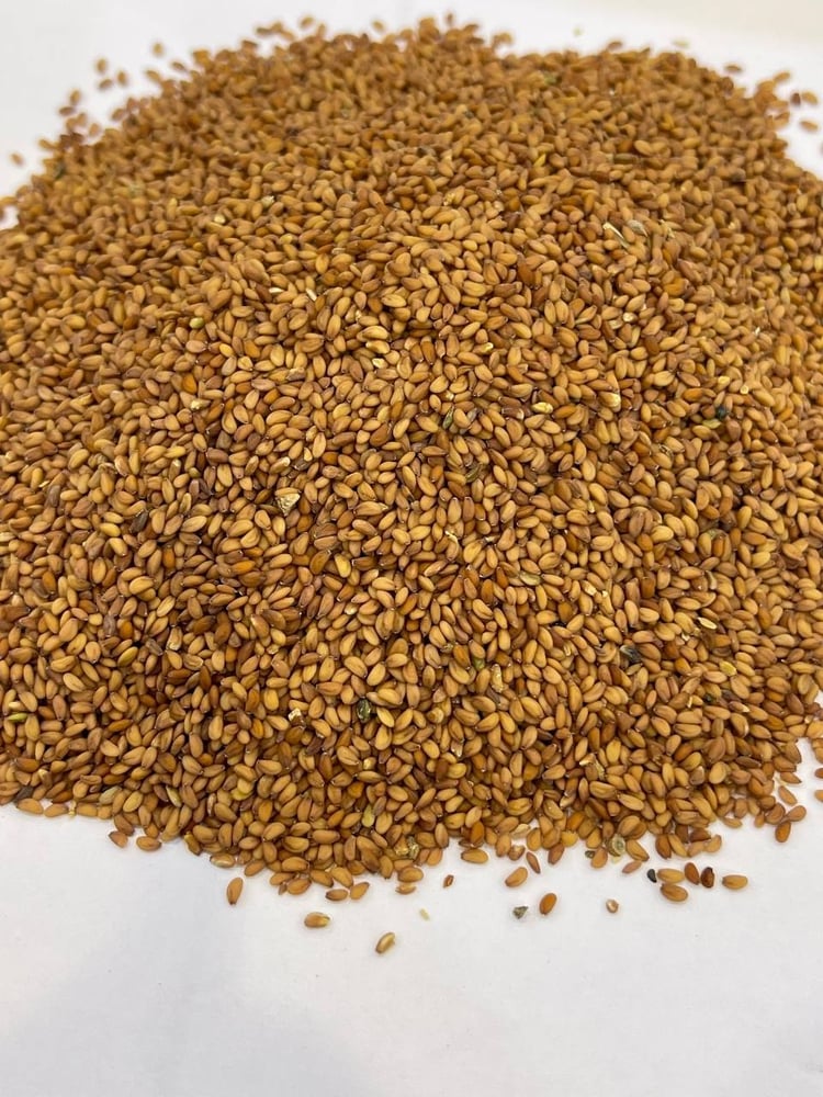 Radish seeds