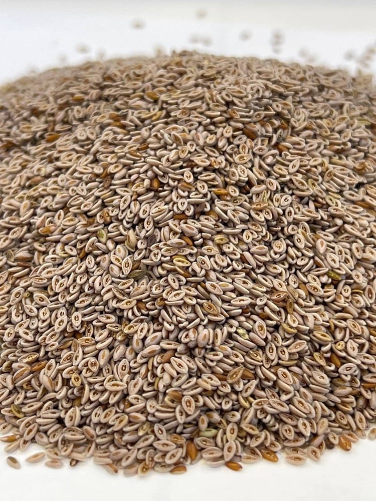 Hookah seeds