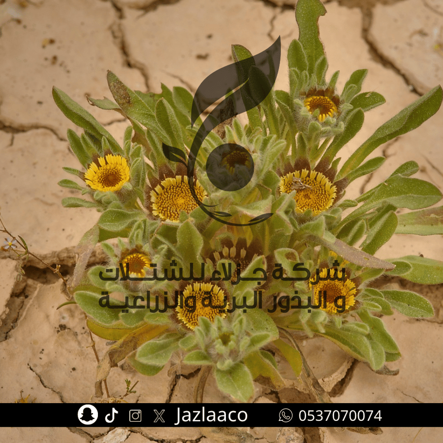 جلوى - بهرمان - Pallenis hierochuntica