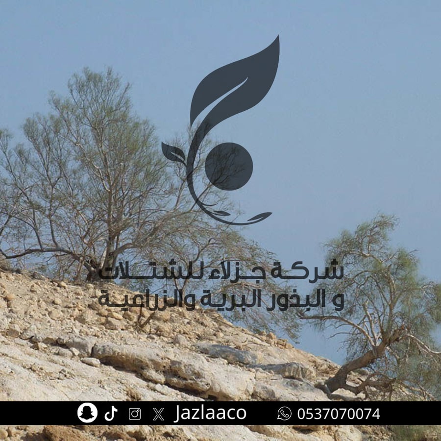 Arabian milk - Al-Yusr - Moringa peregrine