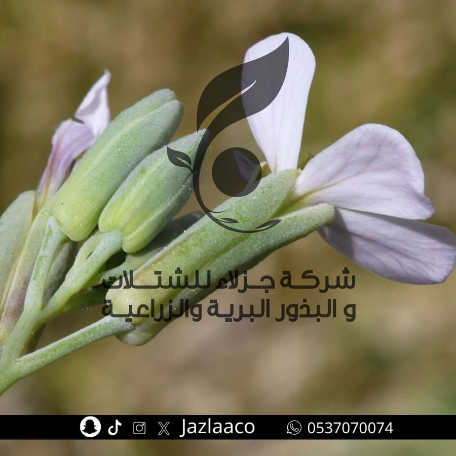 Paper - Donkey's Ear - Moricandia sinaica