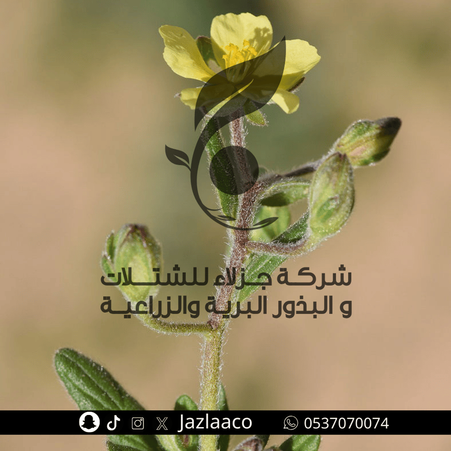 ارقه - الاجرد - Helianthemum salicifolium