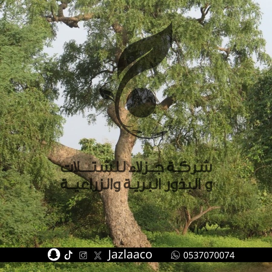 بذور نيم - Azadirachta indica