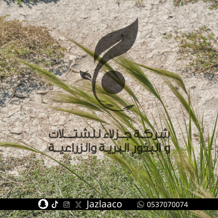 صمعاء - بهمى - Stipa capensis