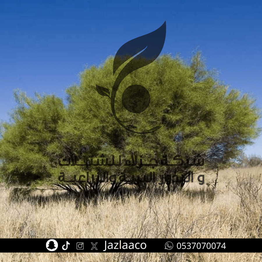 شتلات طلح سكلوسبرما - Acacia sclerosperma plant