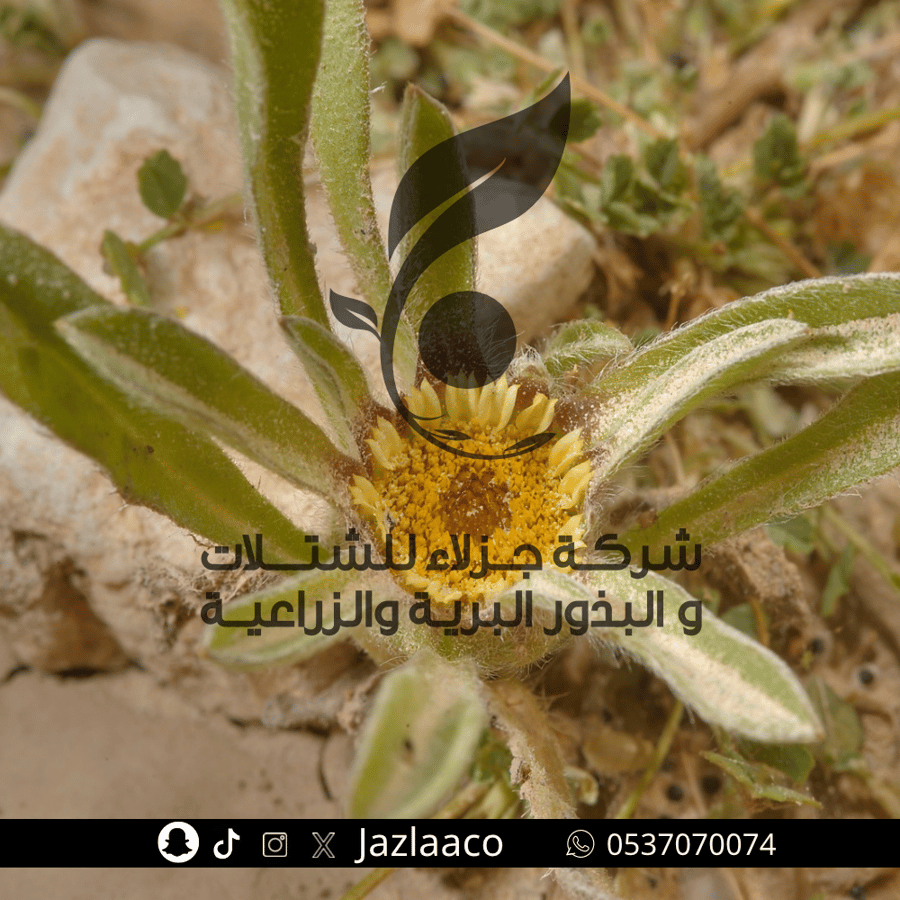 جلوى - بهرمان - Pallenis hierochuntica
