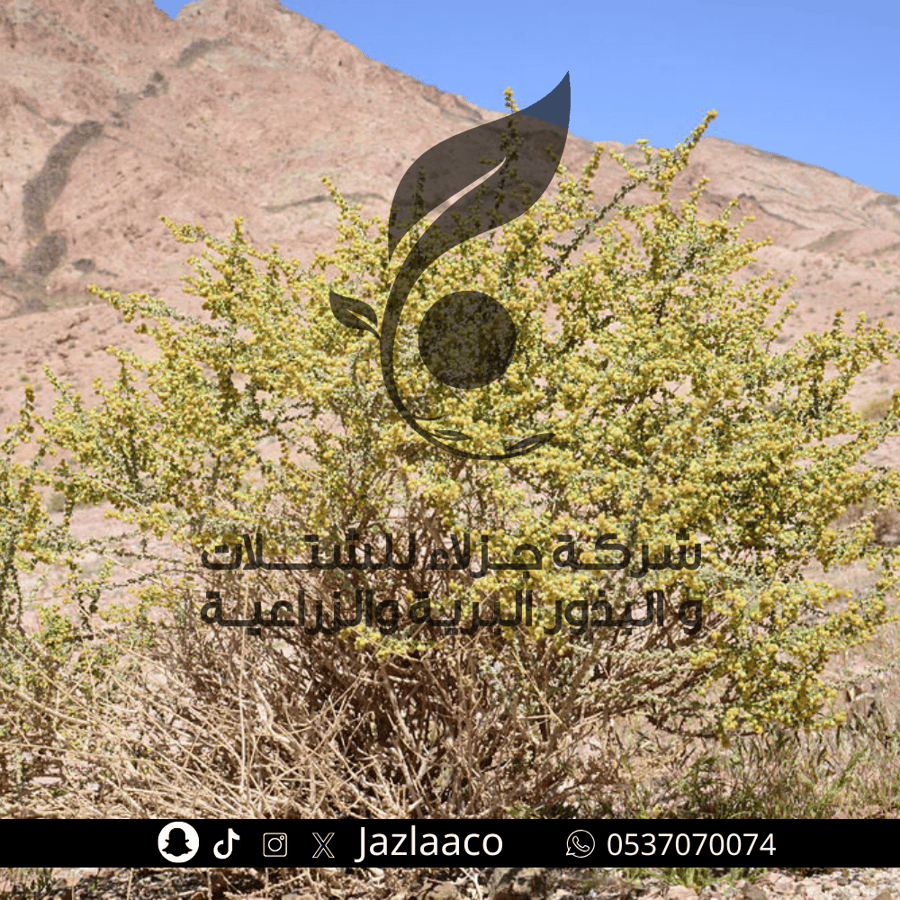 بعيثران - عبيثران - Artemisia Judaica