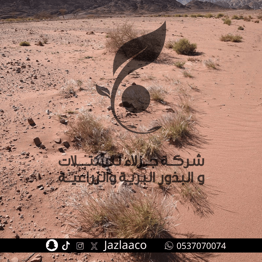 بذور نصي - Stipagrostis plumosa