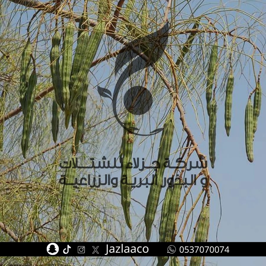 Arabian milk - Al-Yusr - Moringa peregrine