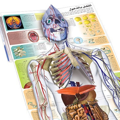جسم الإنسان بالأبعاد الثلاثة