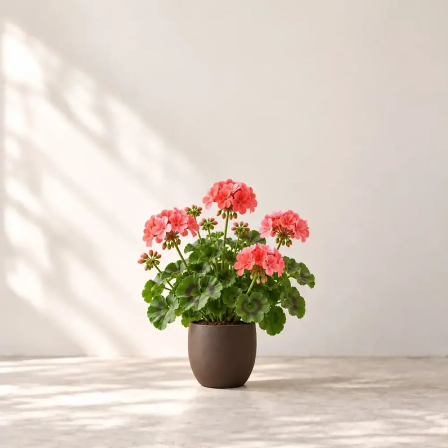 جيرانيوم وردي «إبرة الراعي» – Pelargonium