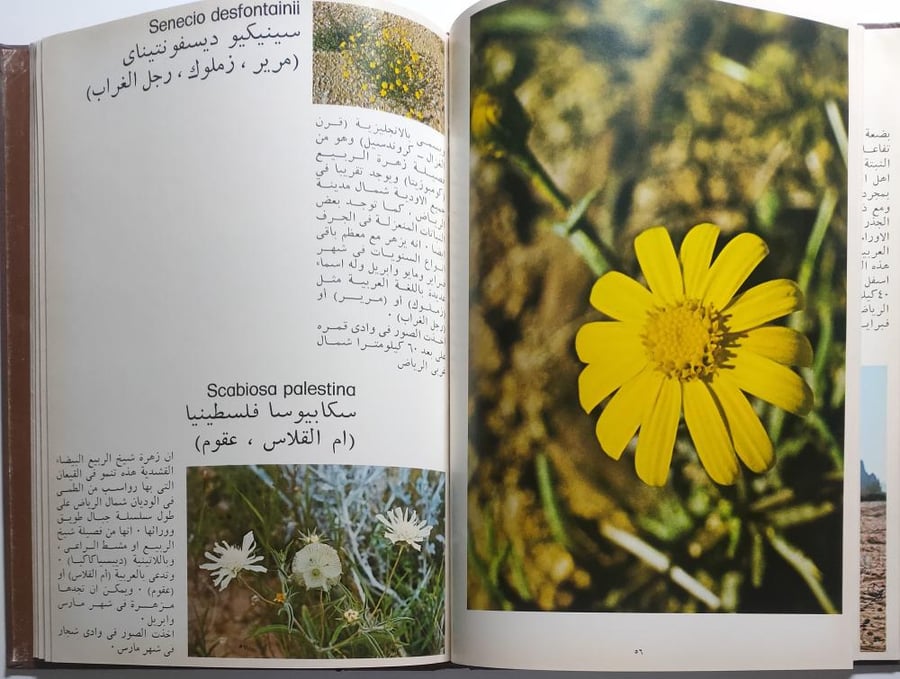 الأزهار البرية للمنطقة الوسطى في المملكة العربية السعوديةالإعداد: بيني أ. ليسكومب فينسنت  . غلاف مقوى من الحجم الكبير