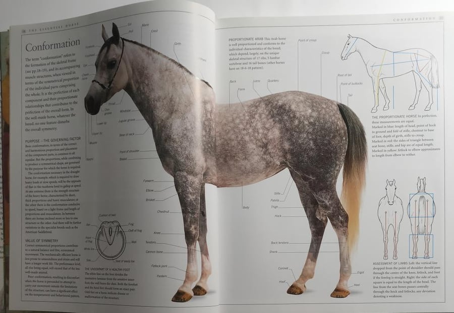 Horse. by Elwyn Hartley Edards . hardcover.big size . 267 page