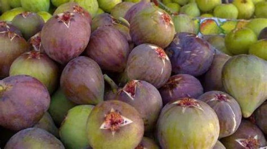 شتلة تين سلطانى