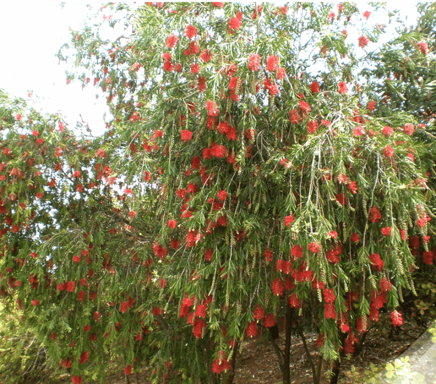 شتلة شجرة فرشاة الزجاج