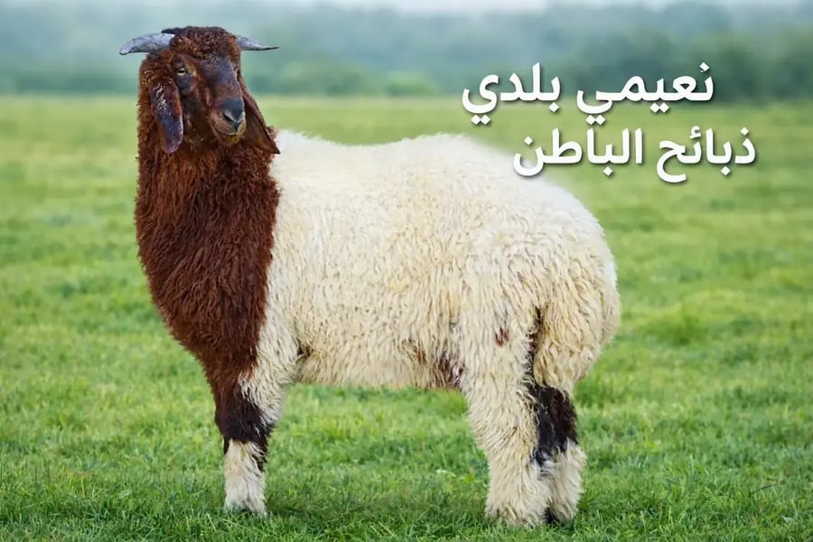 نعيمي جبر بلدي