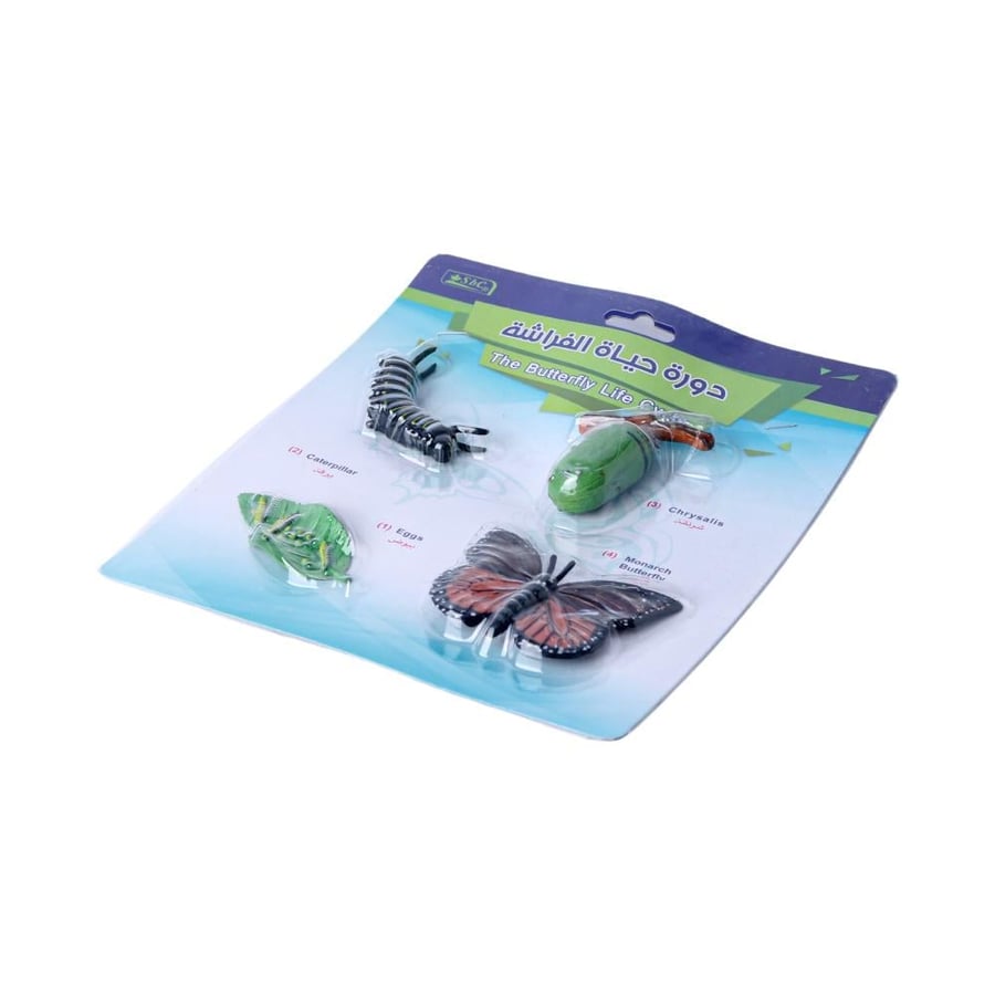 مجسمات تعليميه - دورة حياة الفراشه