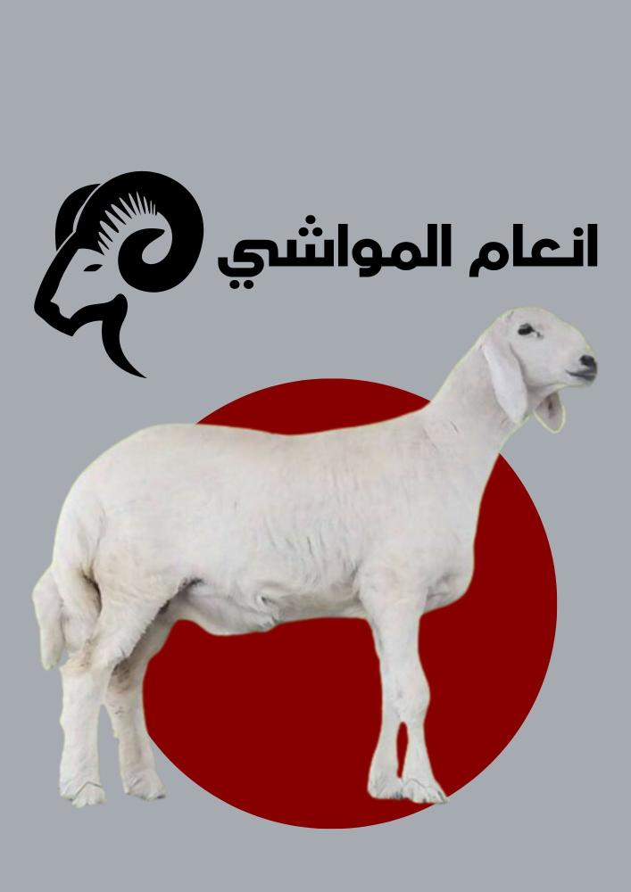خروف سواكني هرفي العمر ٤ اشهر