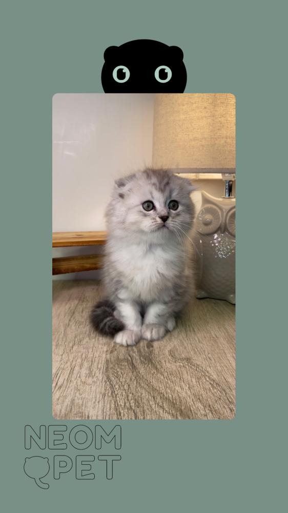 سكوتش فولد لونق هير رصاصي