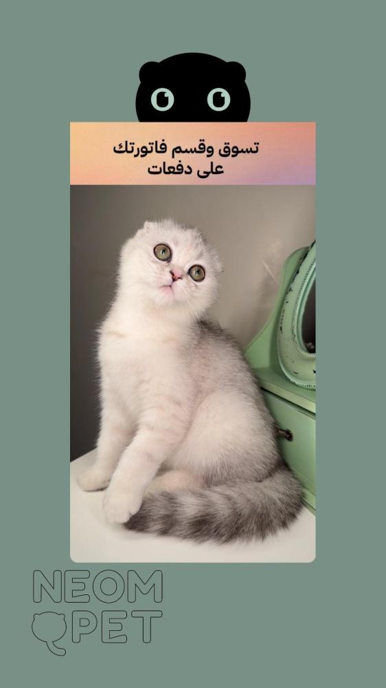 سكوتش فولد شانشيلا