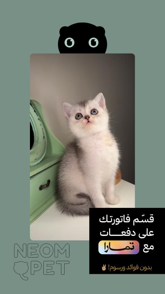 سكوتش ستريت - أنثى