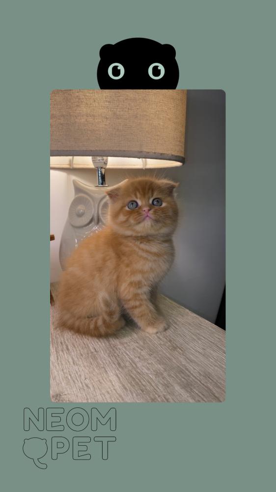 سكوتش فولد اشقر ذهبي
