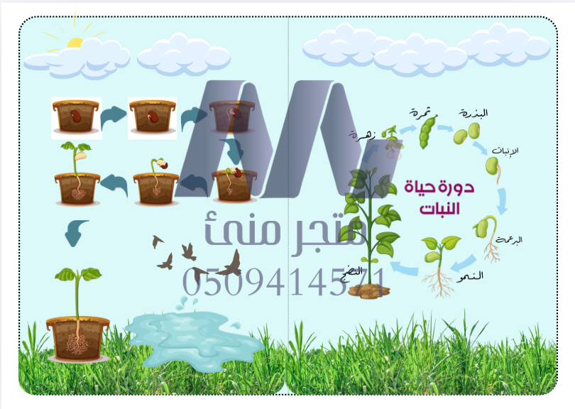 مطوية دورة حياة النبات صف ثالث