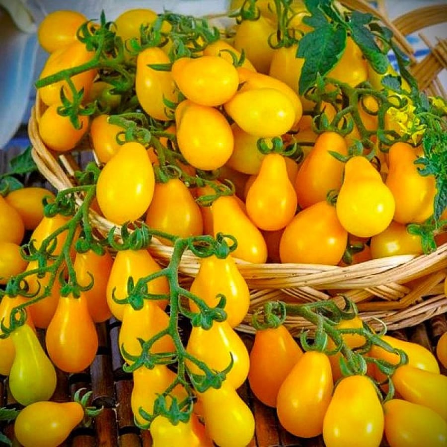 Yellow Pear Tomato