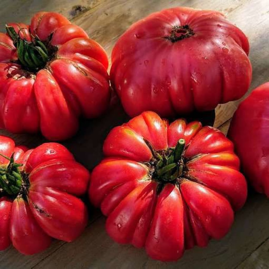 AMERCIAN RABBID TOMATO