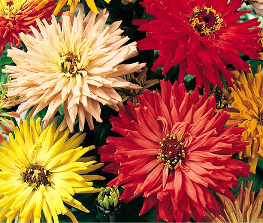 ELEGANT ZINNIA CATUS GIANT MIX