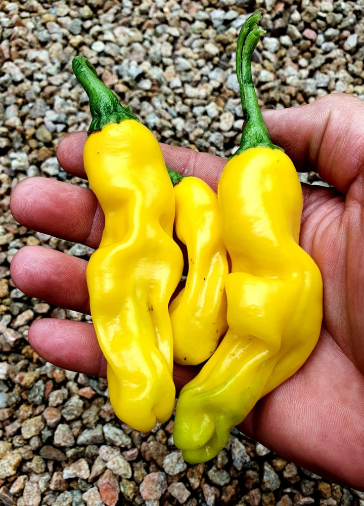 Yellow peter pepper