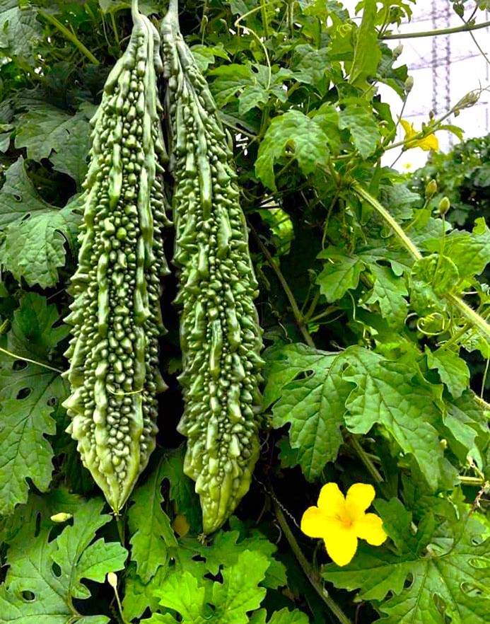 BITTER GOURD