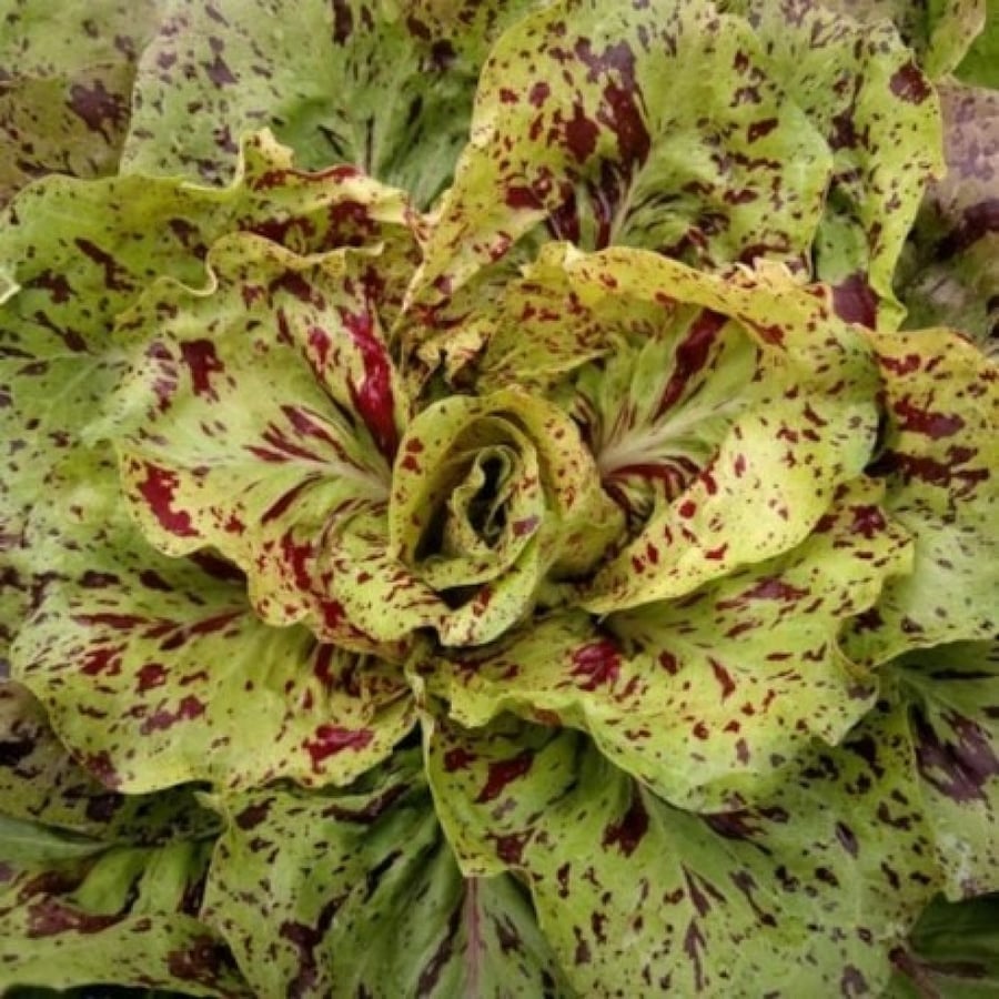 Chicory variegate