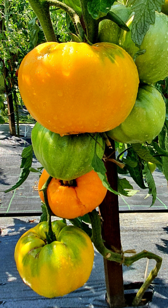 Tomato Golden Domes