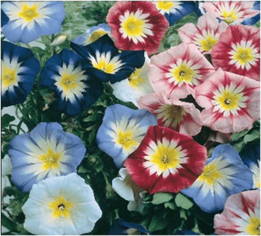DWARF MORNING GLORY MIX